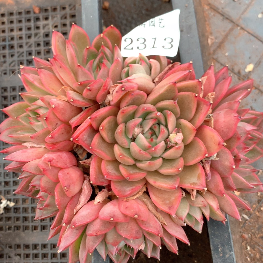 2313杂交多肉植物