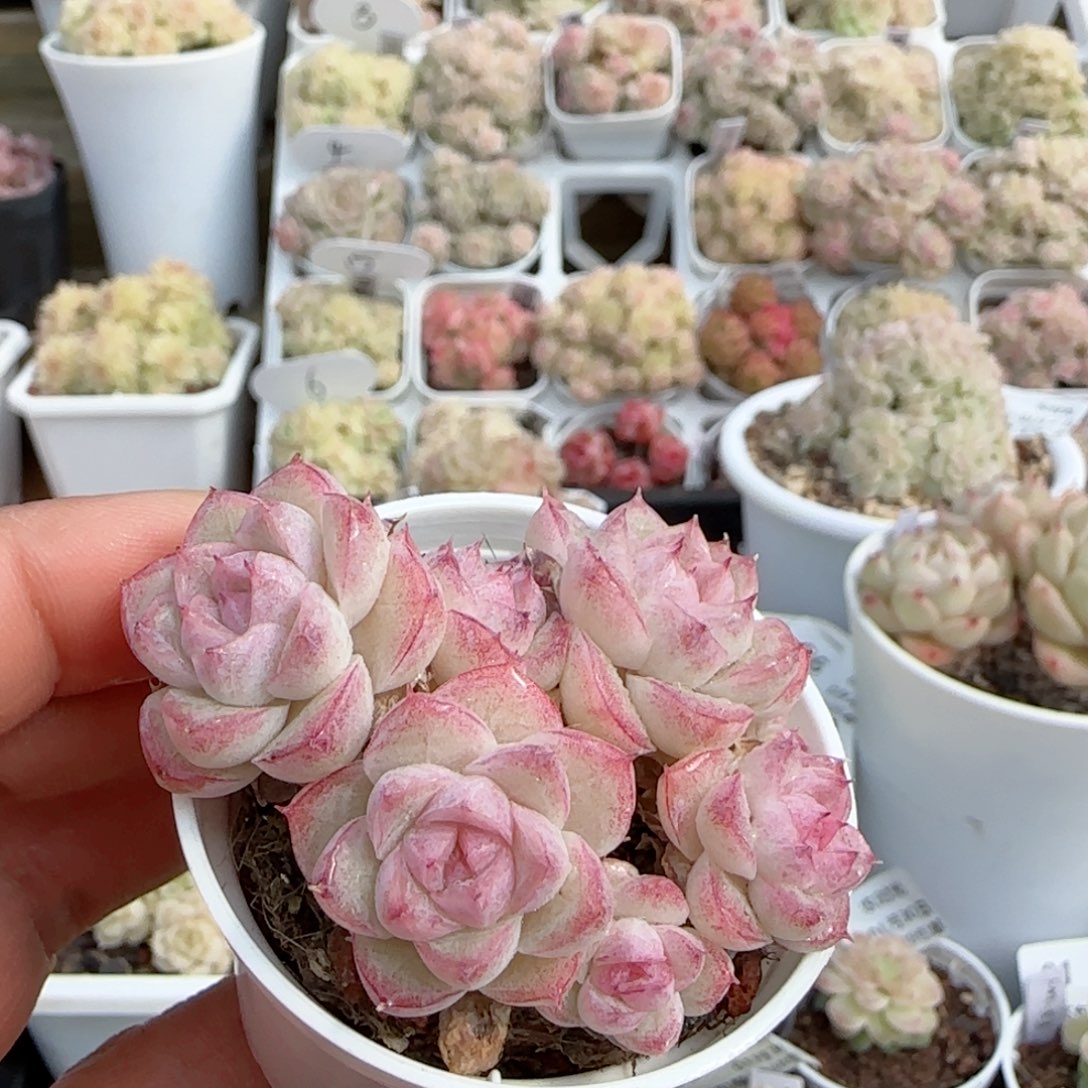 【闪购商品】0130-98女王