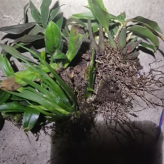 无花朵无名小草的