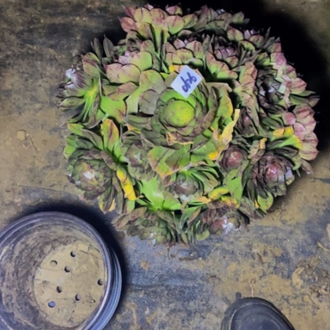 万拉丝多肉植物 26多肉