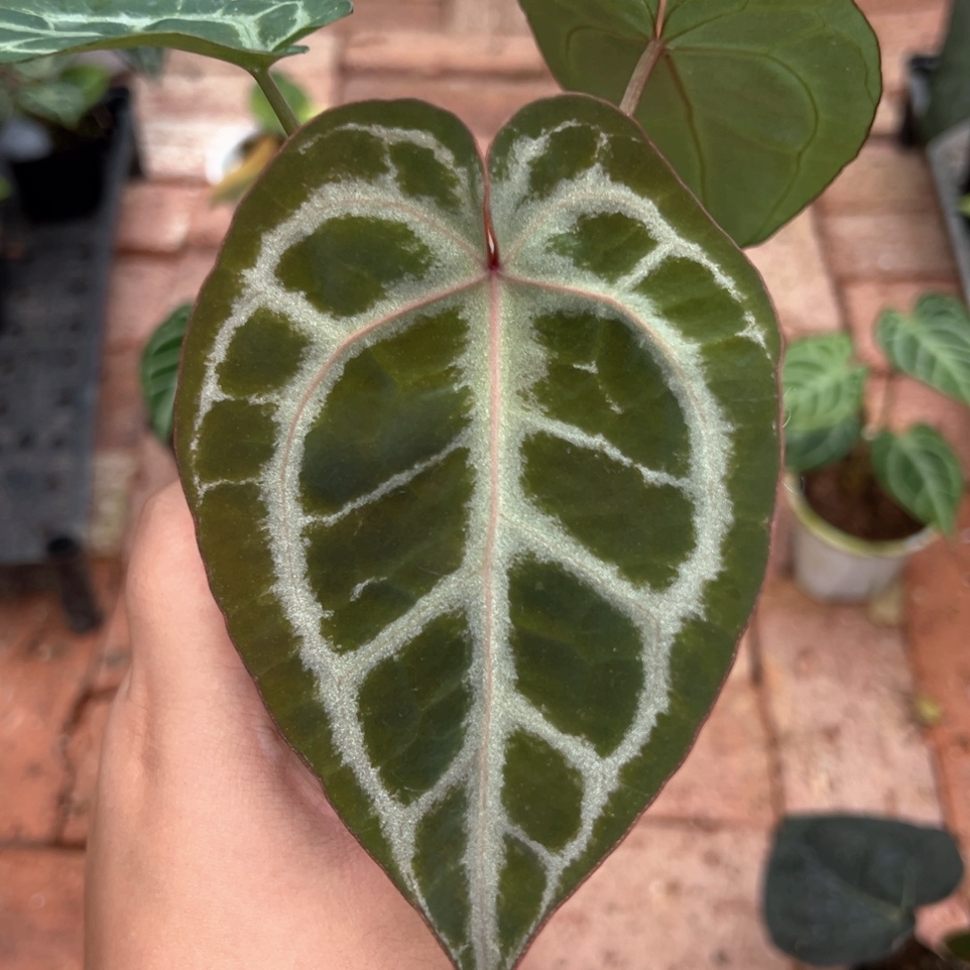 不开花植物zara咋撕裂纹