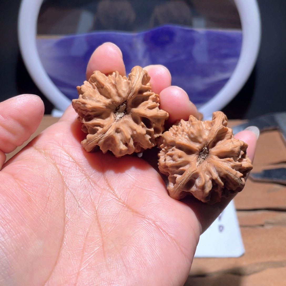 夏****樂S264 38尺。   大龙