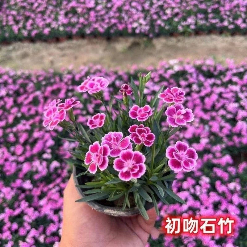 初吻石竹多年生四季开花草坪耐寒耐旱庭院盆栽绿化易成活宿根