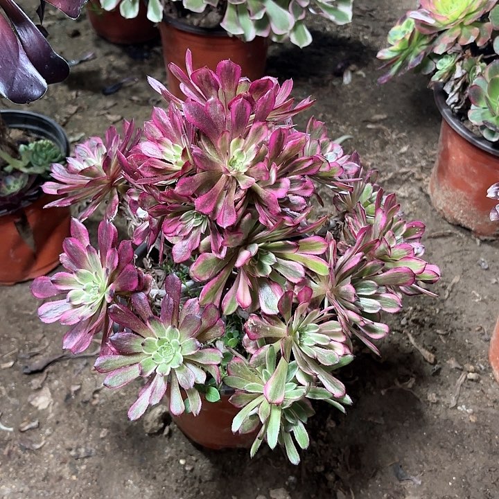 多肉植物法师雪姬54