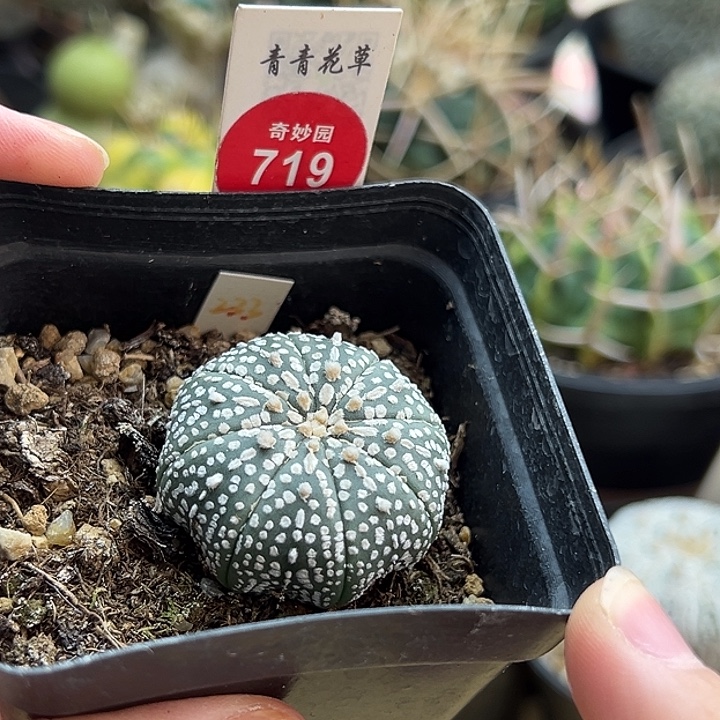 实生奇迹兜3.5cm66808