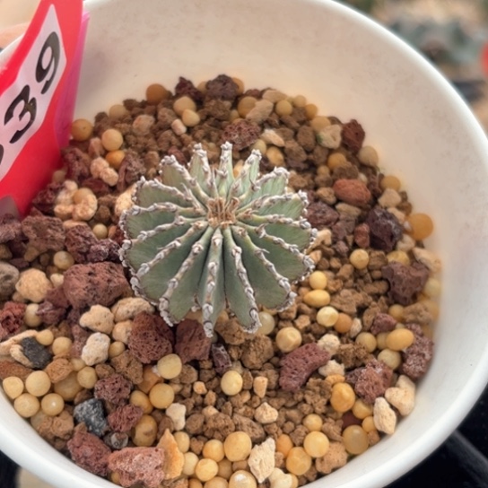 仙人球实生 草球