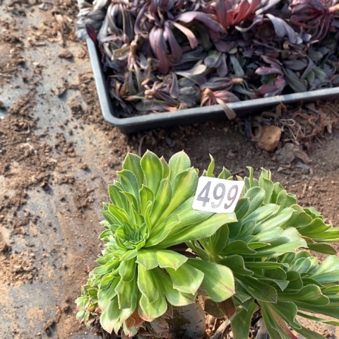 连***令碧螺春缀法师多肉植物多肉植物499