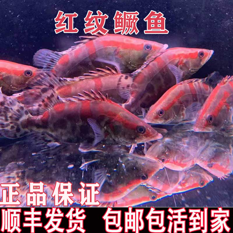 红纹鳜鱼翘嘴红纹鳜鱼观赏鱼凶猛路亚鱼淡水冷水鱼好养可鱼缸养殖