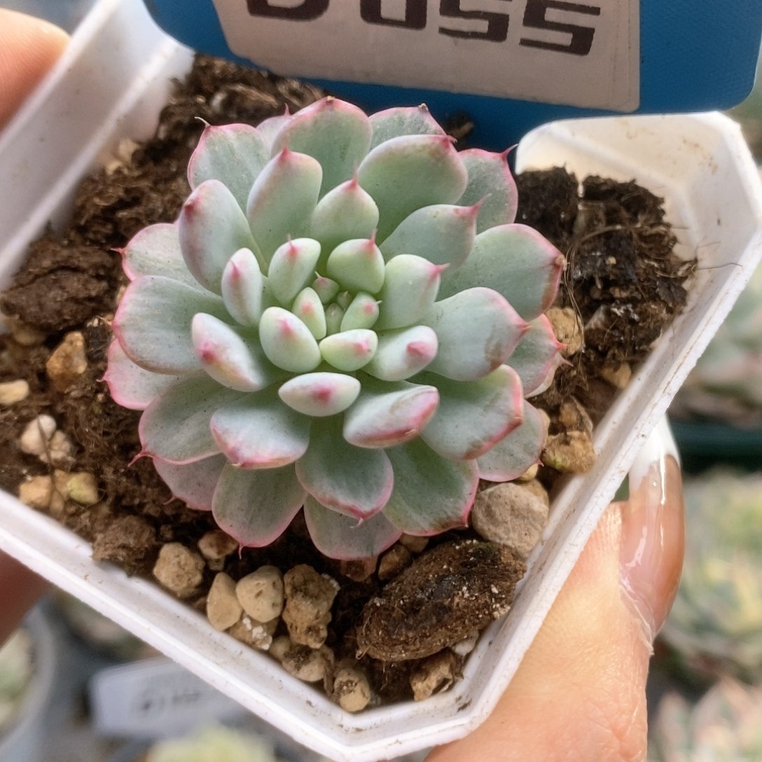 055不知名锦锦锦锦锦锦