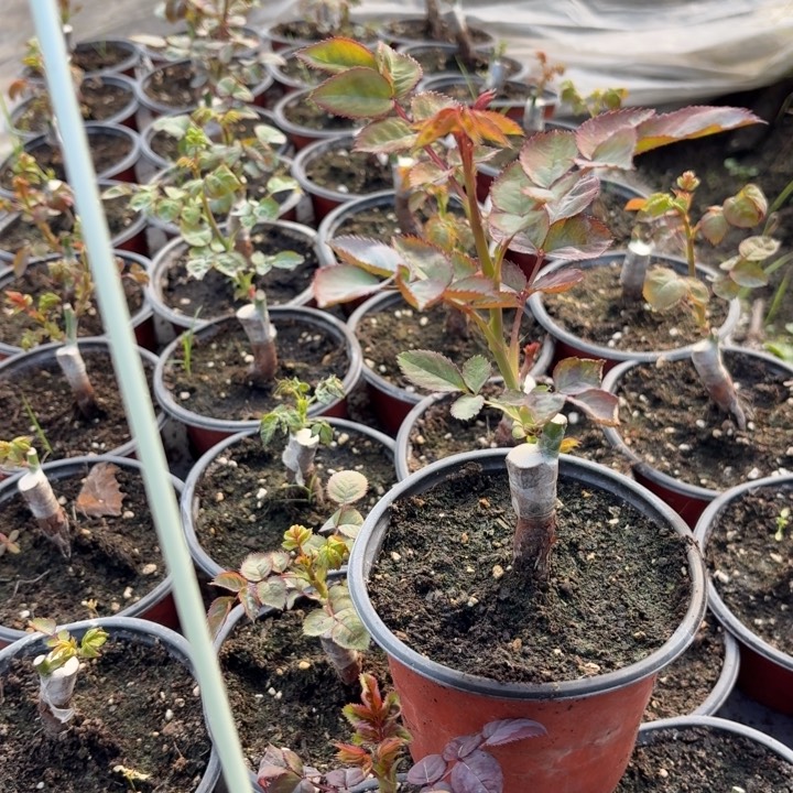 无花朵加泰罗尼亚