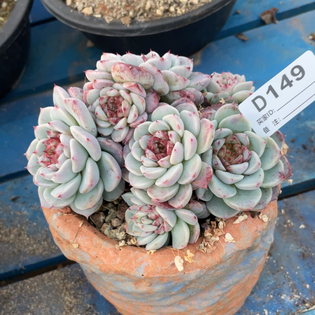 无花朵若如东云单拍D149