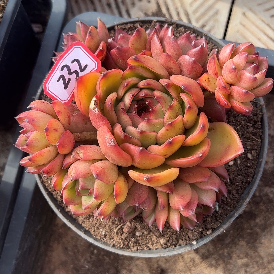 232号东云杂手捧花