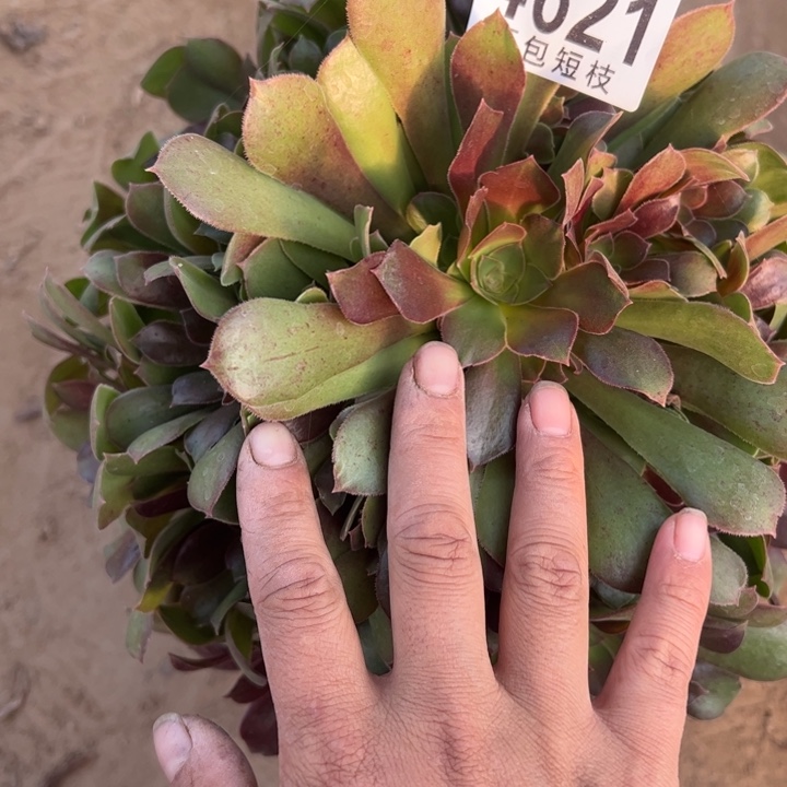 4621流星雨多肉植物法师