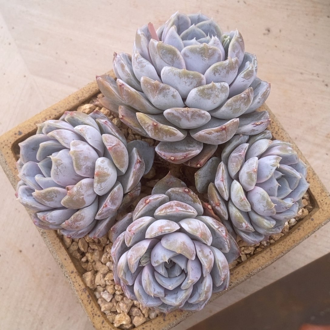 雪兔的人多肉多肉