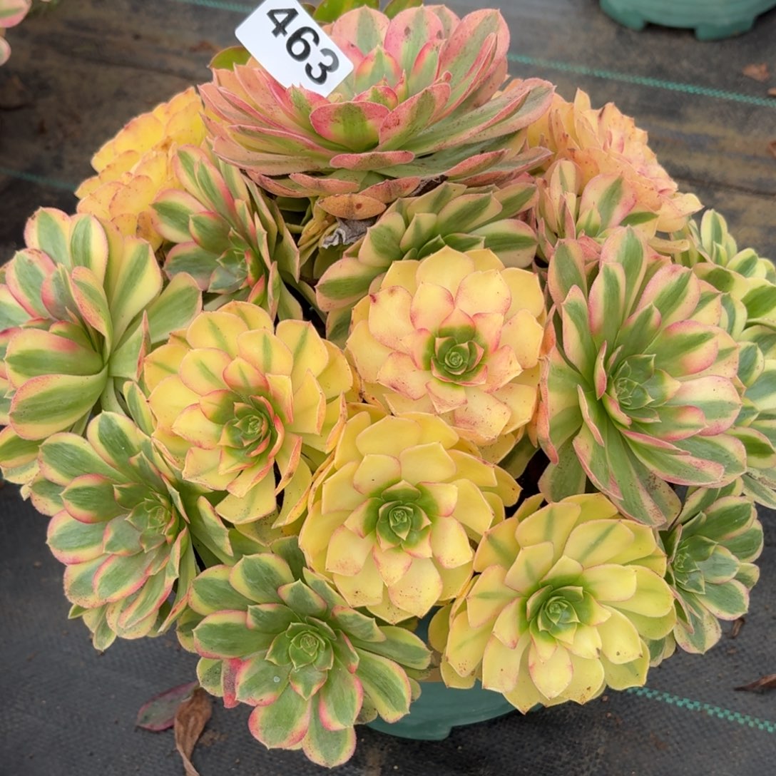 463雨河多肉植物福利