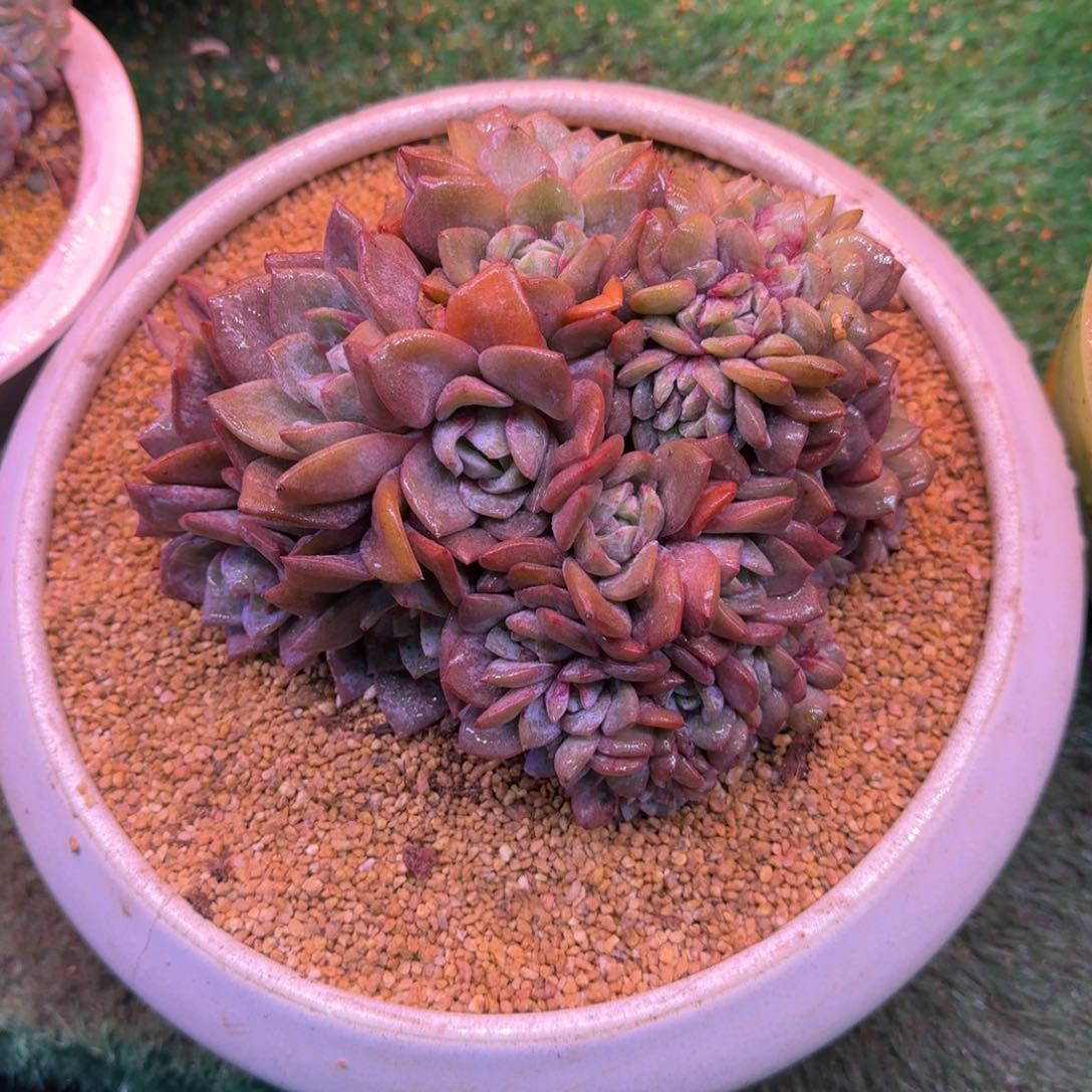 德国香槟缀40-50头带缀无砍