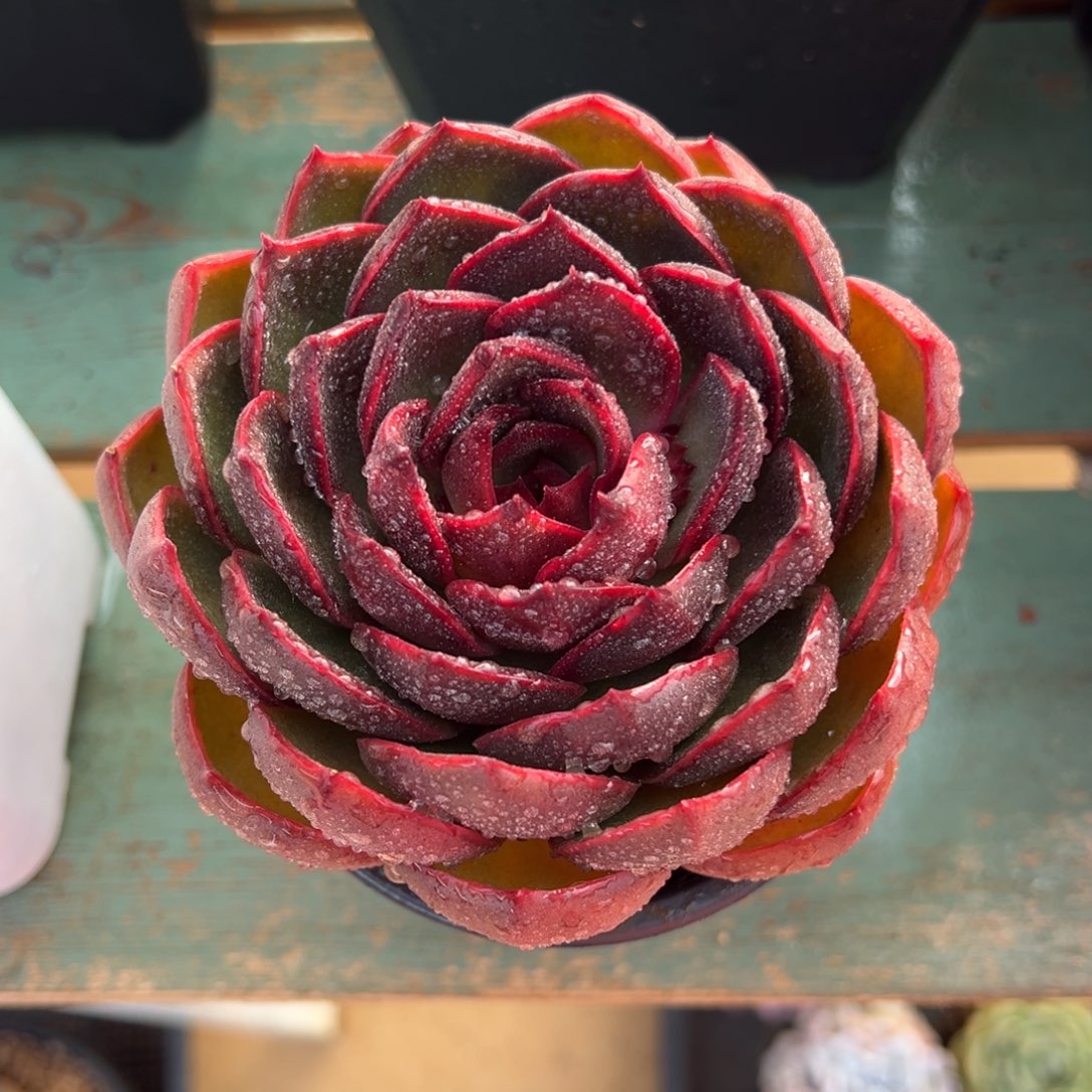 红灯美肉多肉植物