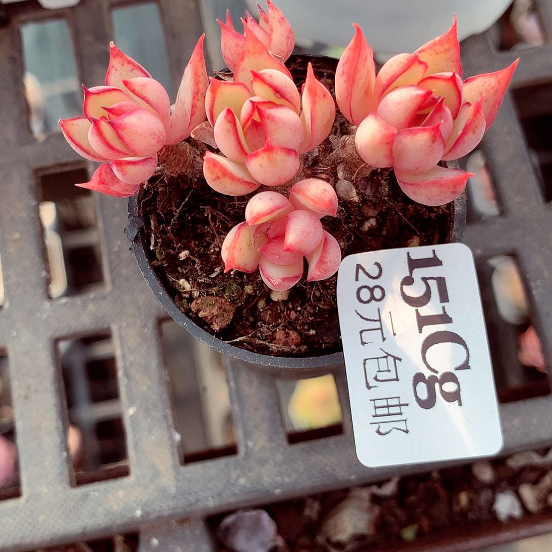 5厘米盆精控多肉151