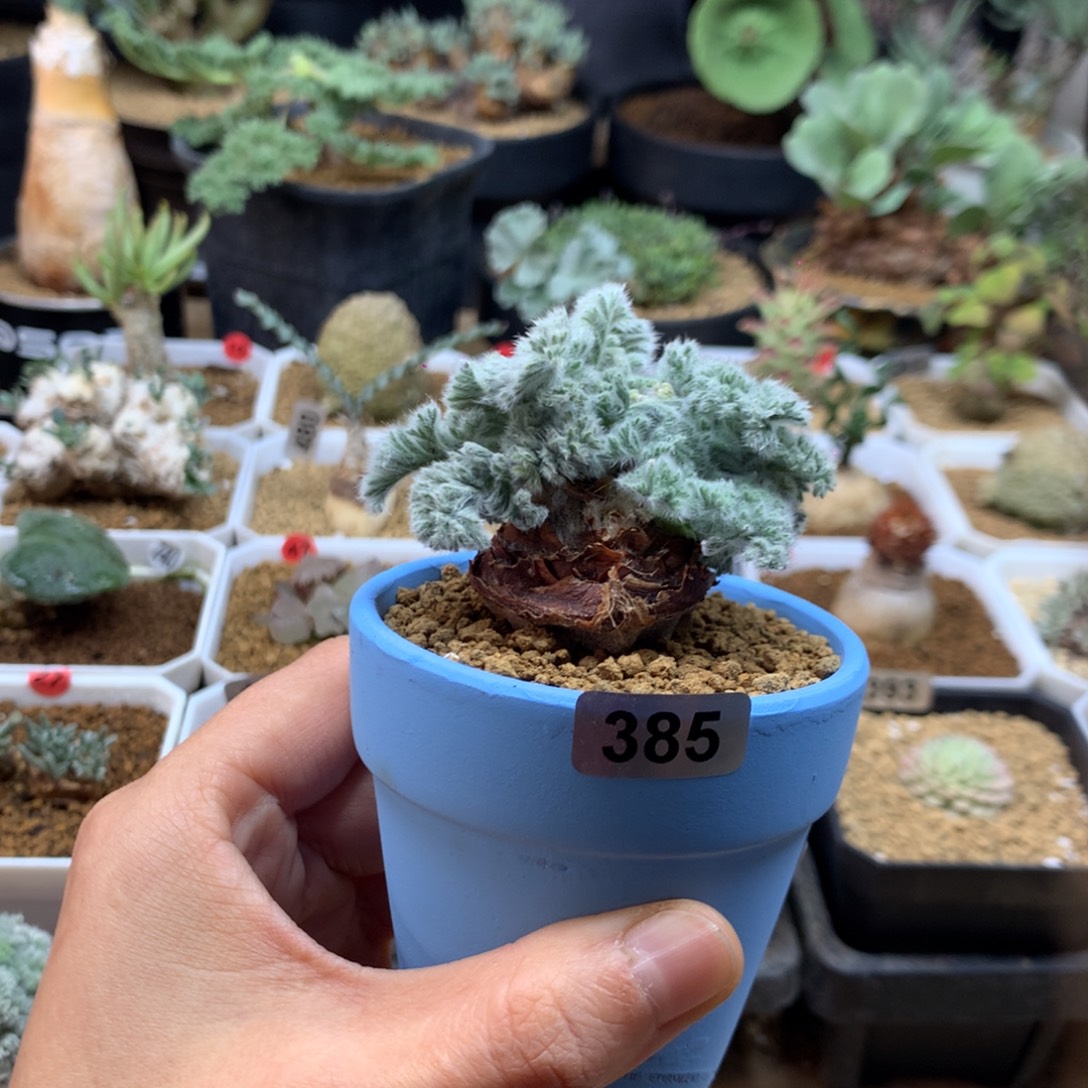 羽叶杨葵母本带盆385