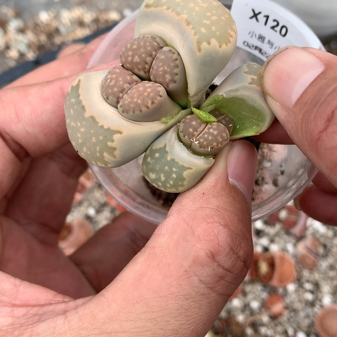 X120多肉植物保护