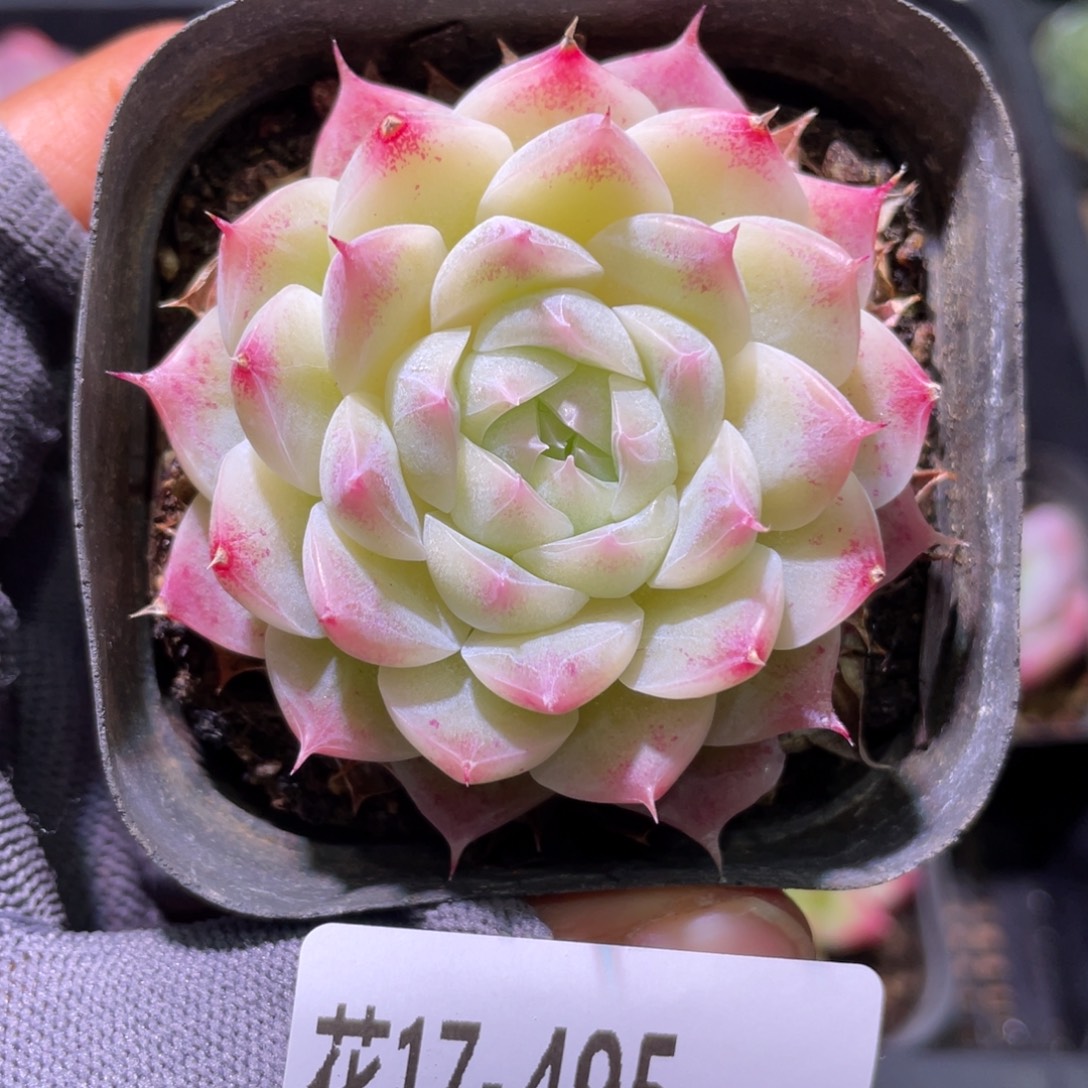 花利美17-495美瞳