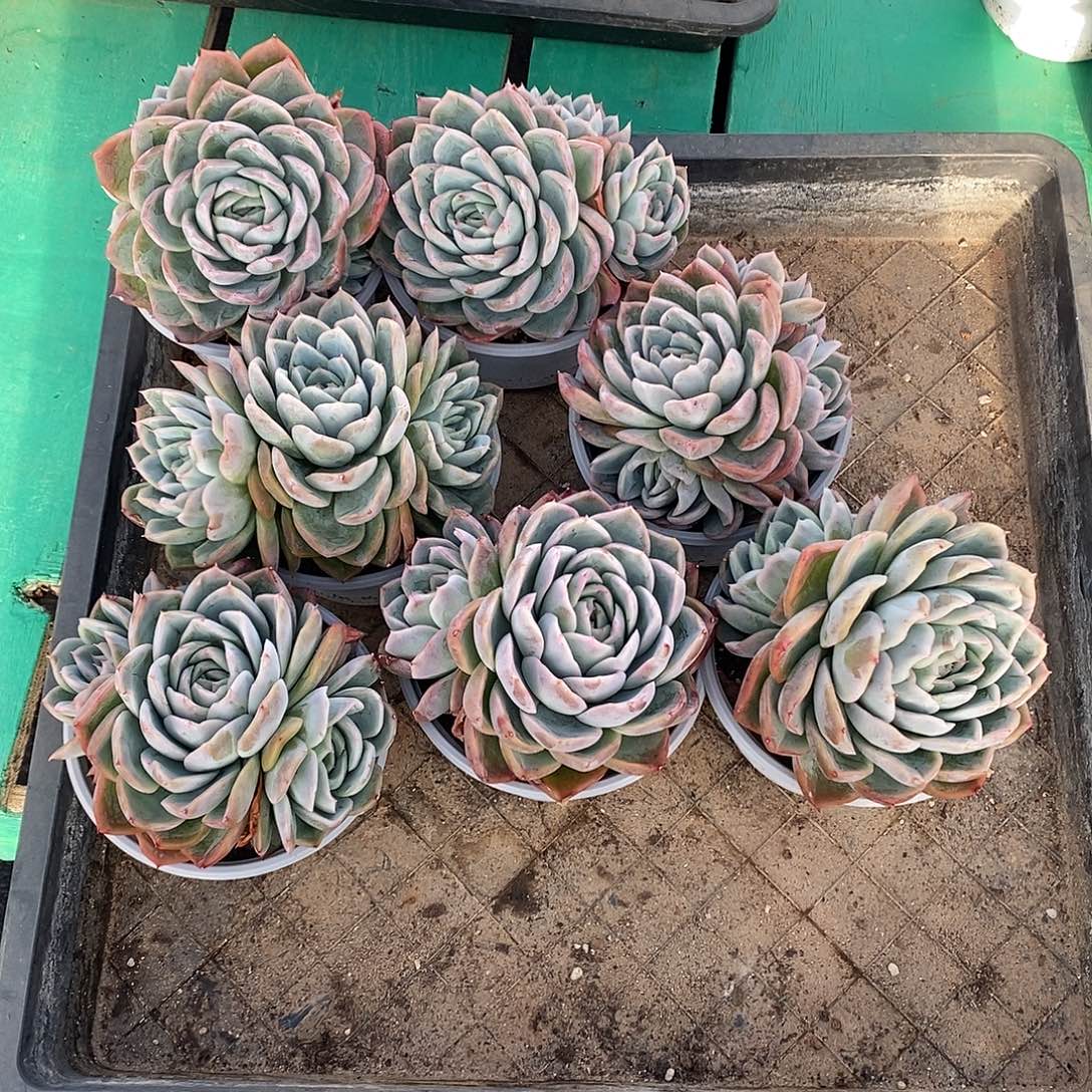 ‖***℡7颗寄养。         