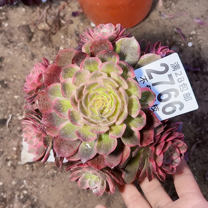 2766粉花妖多肉植物法师法师