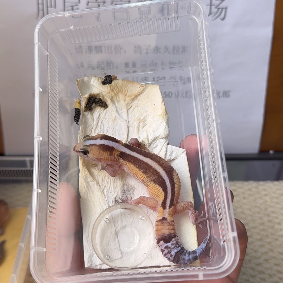 肥尾守宫直线祖鲁 地包天