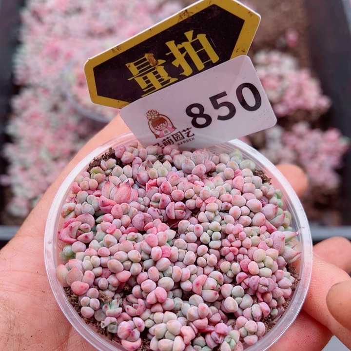 多肉植物多肉植物