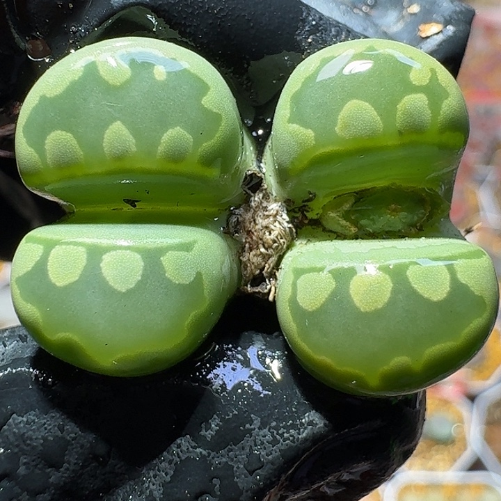 生石花2122222。  151