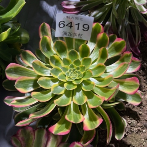 朝霞多肉多肉6419