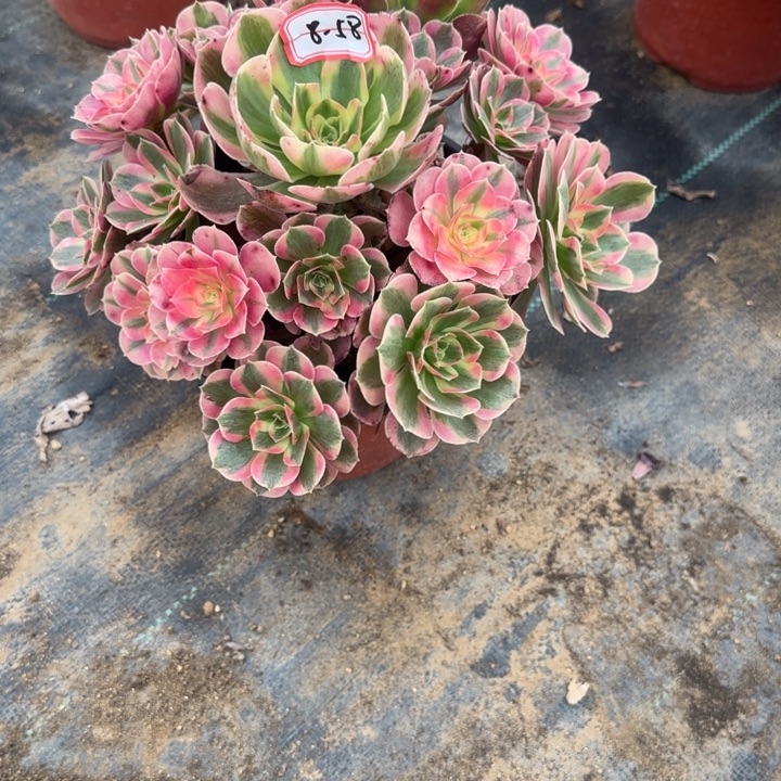 8-58女郎多肉不包售后