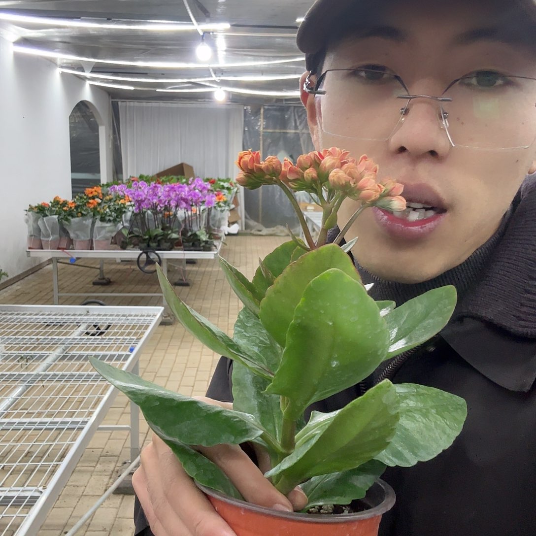 天***心全部花苞金丝代长寿花