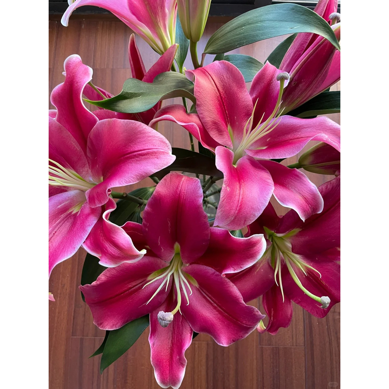 【帕拉佐】香水百合 一单包邮 云南鲜花昆明基地现采现发
