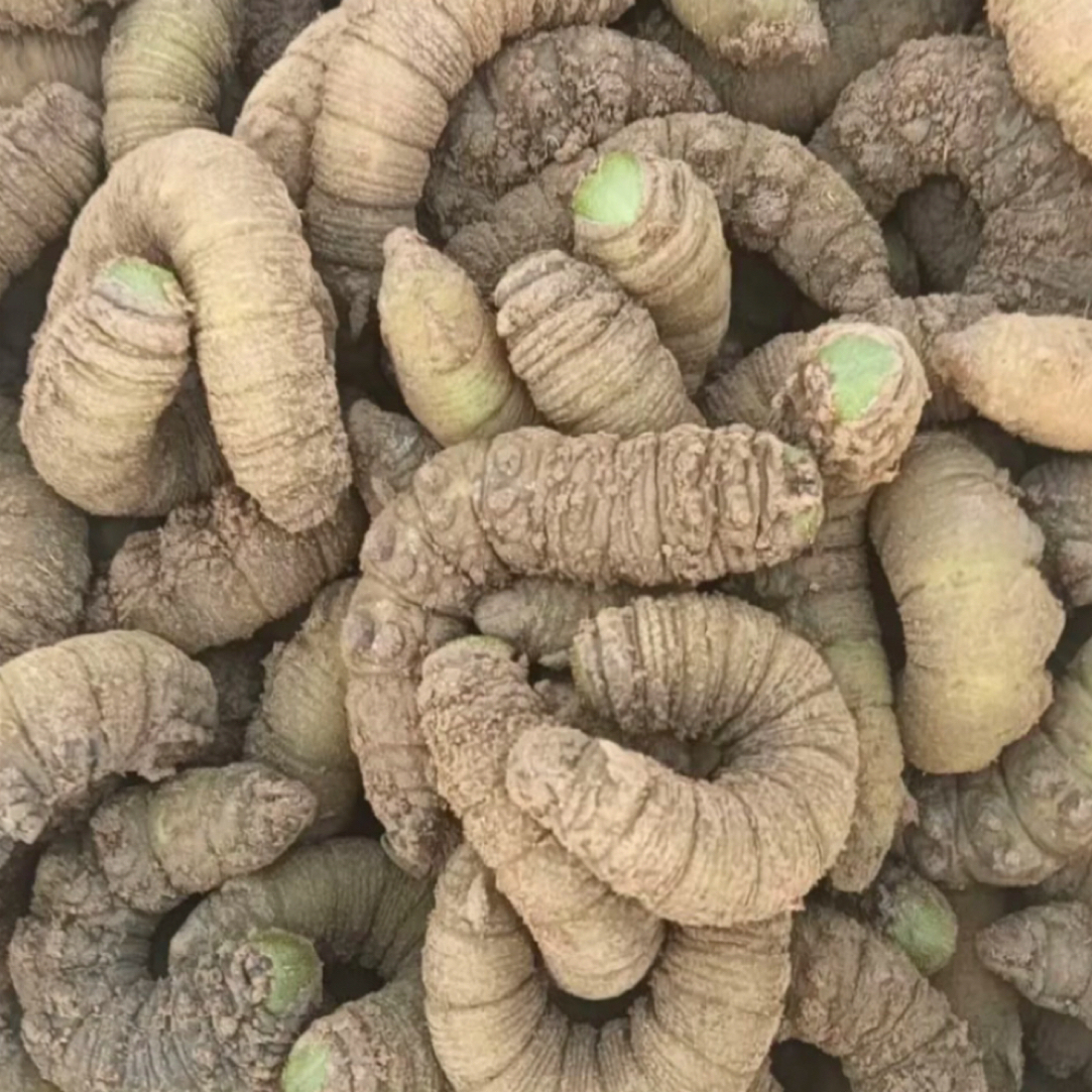活体速冻豆地蜇真大豆虫美味