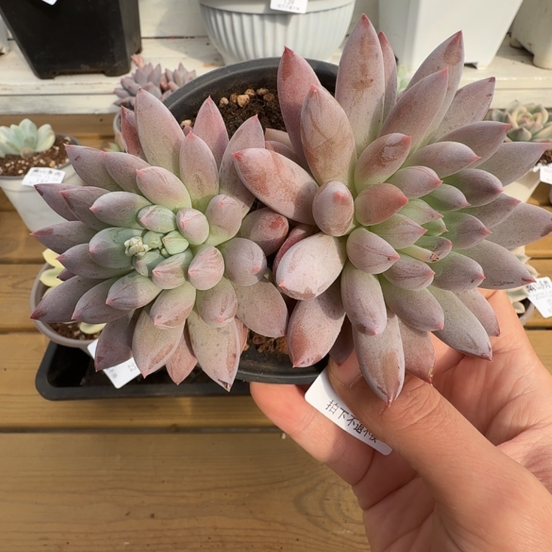 双头所罗门111122-112