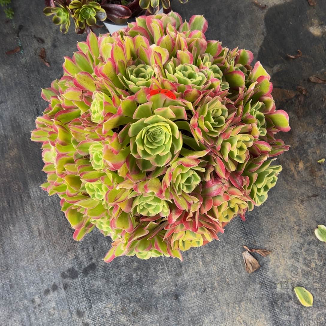 173多肉植物发货白凤