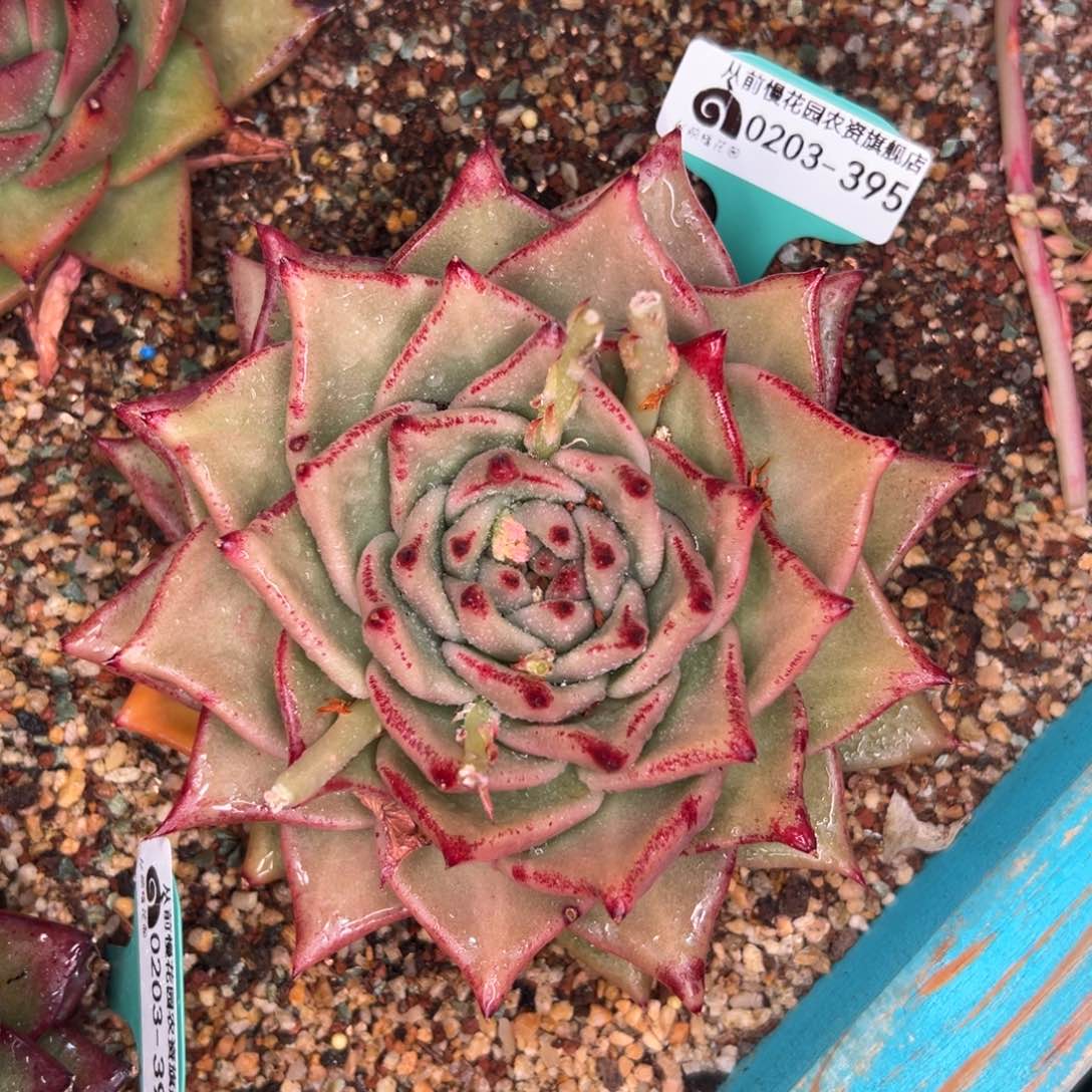 多肉一物一拍0203-395