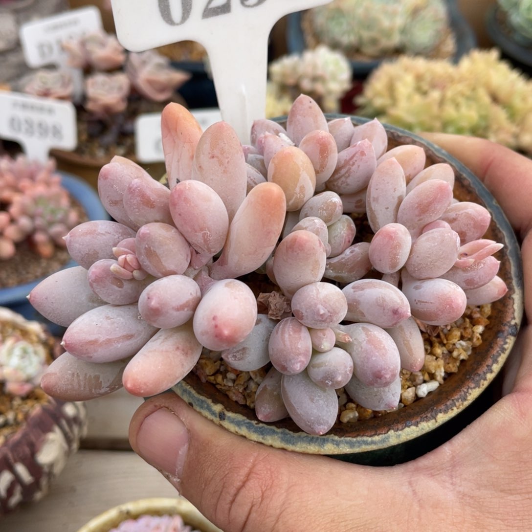 0236星星美人不带盆10厘米