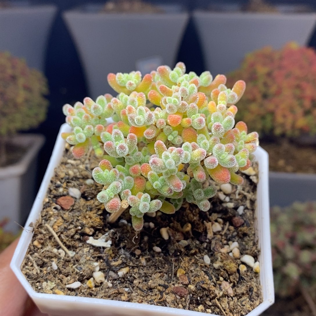 无花朵31号实生冰晶枝干