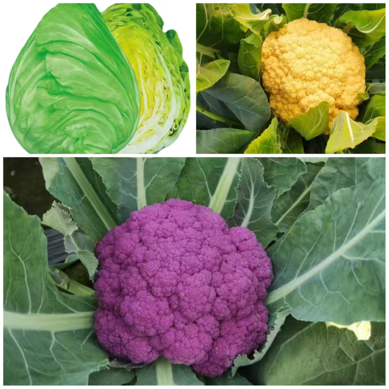 【浙江省农科院新种子三袋组合】紫色花菜橙色花菜水果包菜种子