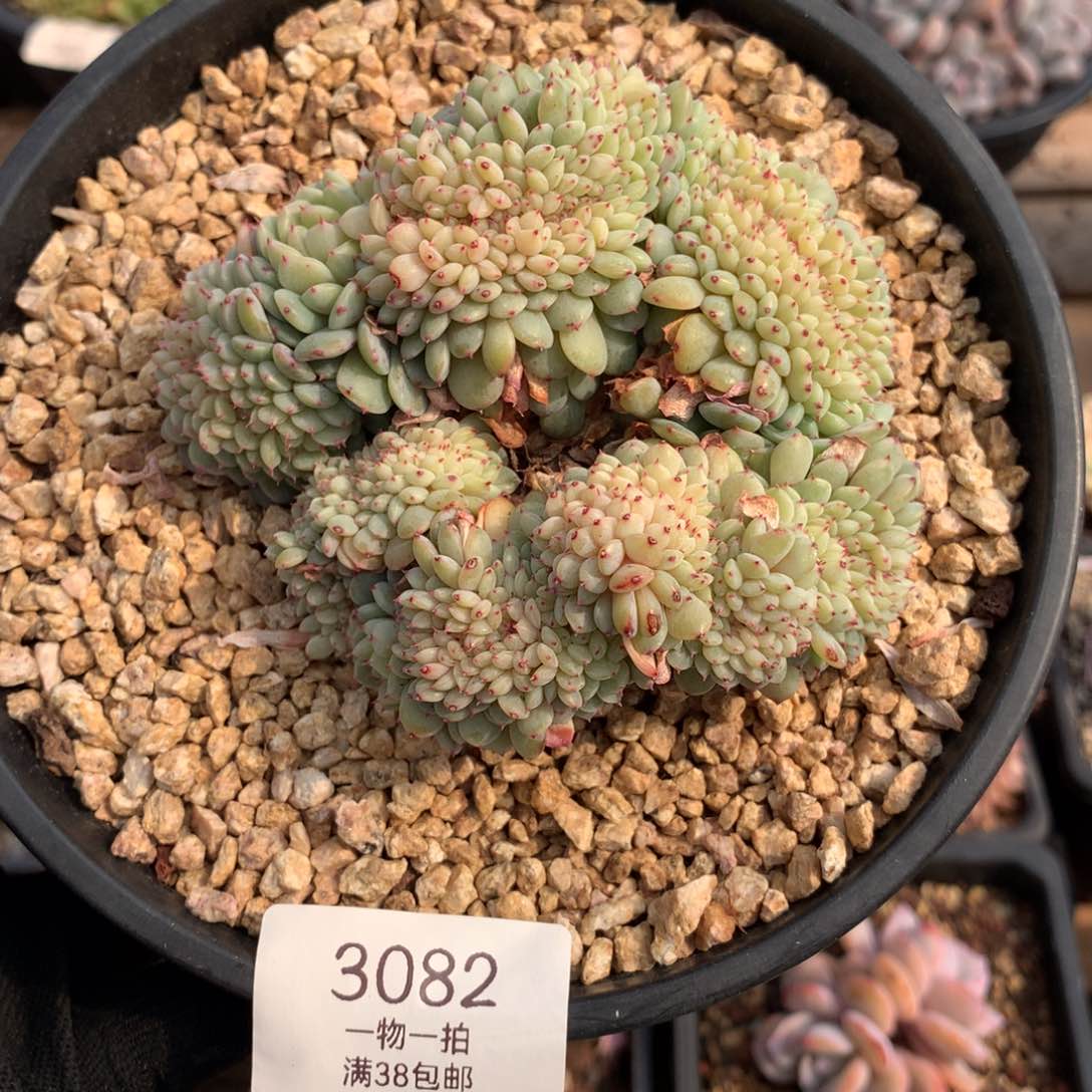 10.5厘米白胖子缀3082