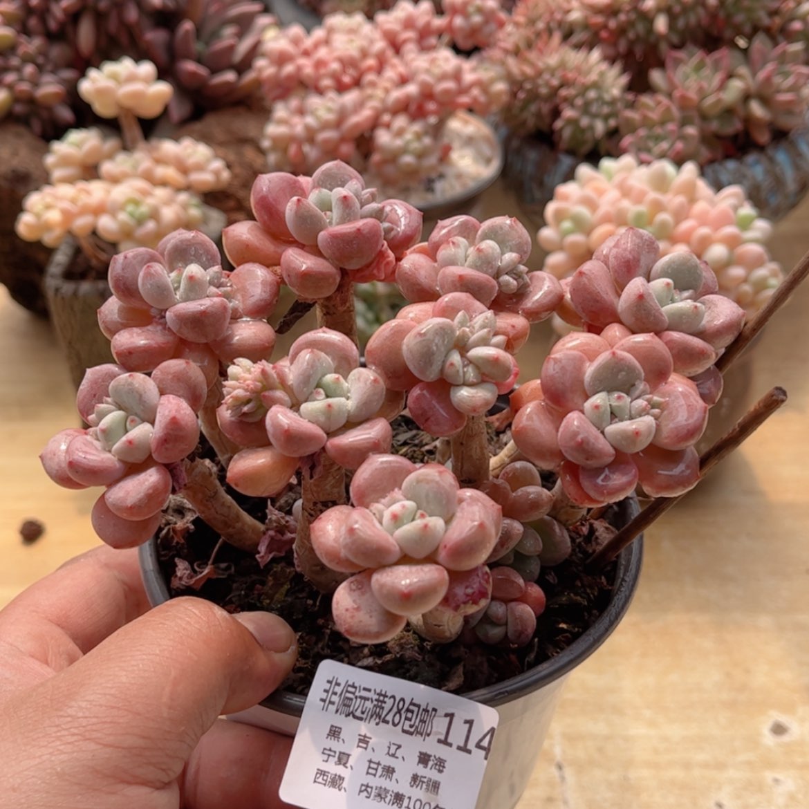 【闪购商品】114花斑鹿