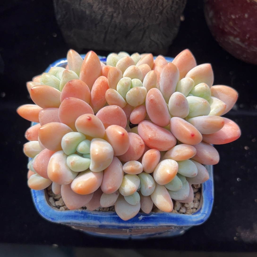 红洛神1111111111111