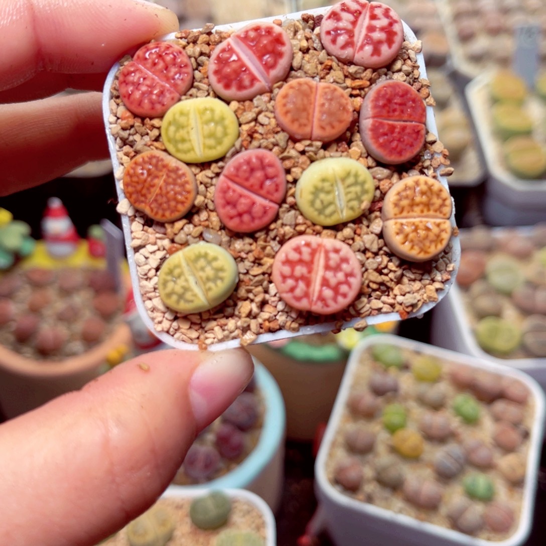 354号带盆盆包邮发货