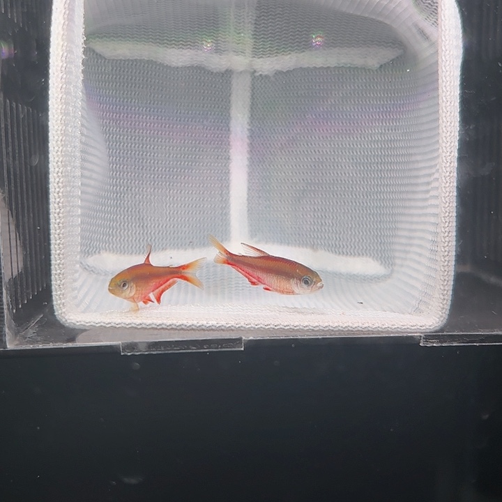 灯科鱼超级红魔鬼两条