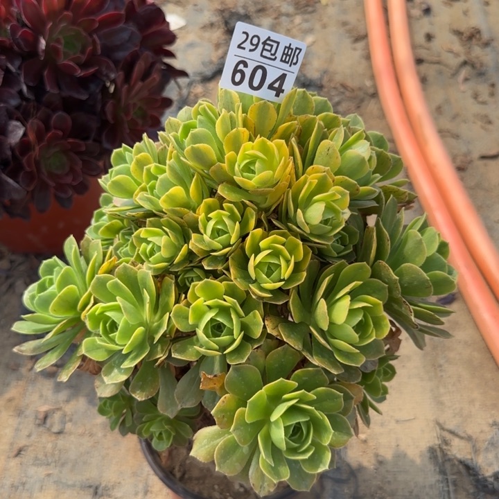 金秋……多肉植物……