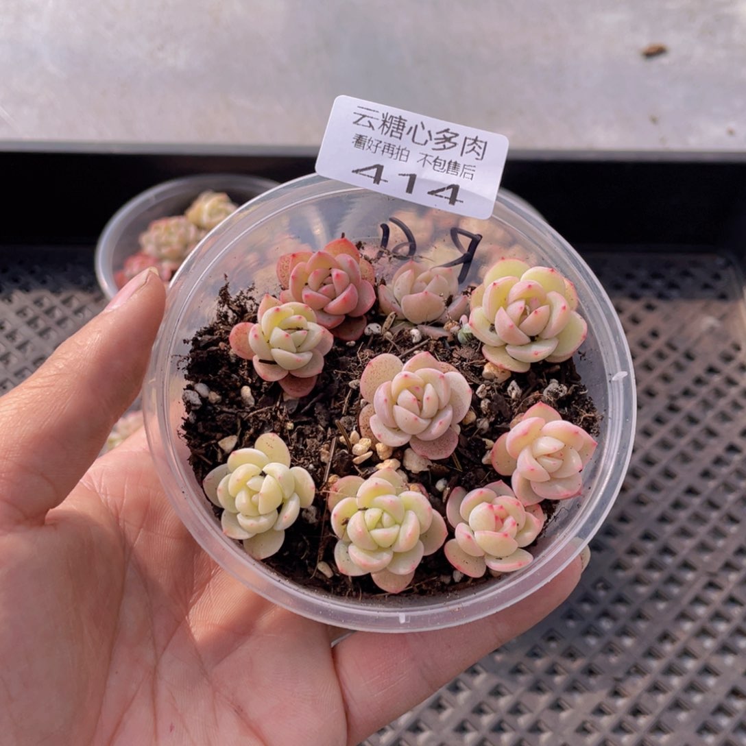 云糖心多肉植物414