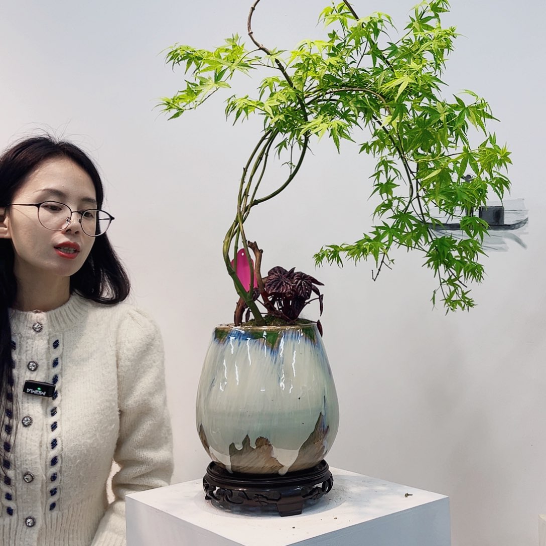 高端绿植一物一拍