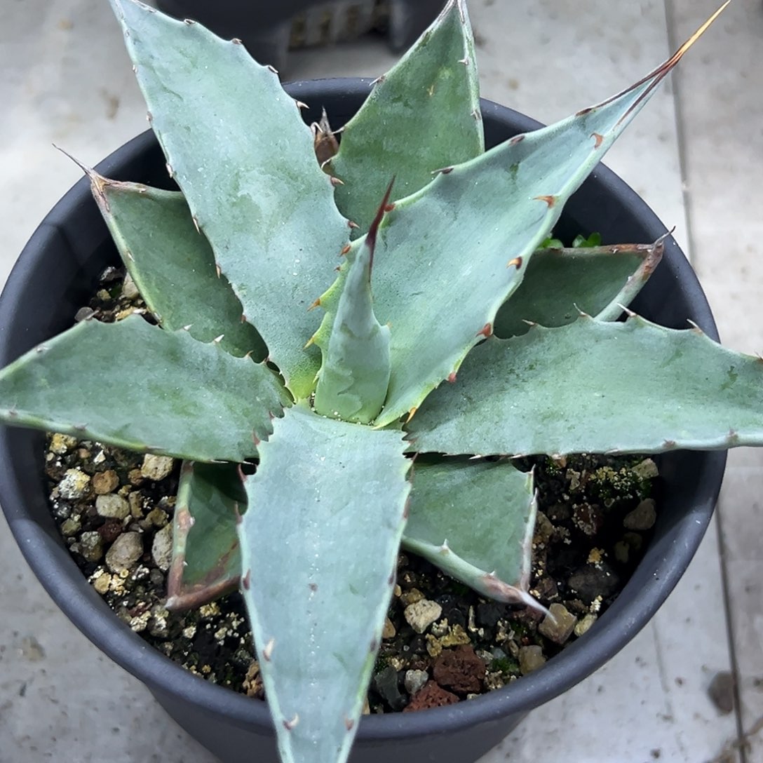 实生蒙塔纳一物一拍偏远不包邮不退不换